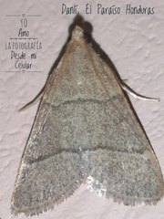 Hypsopygia nostralis