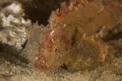 Aploactisoma milesii