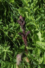 Orobanche gamosepala