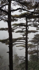 Pinus hwangshanensis