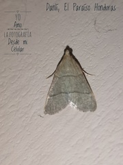 Hypsopygia nostralis