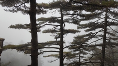 Pinus hwangshanensis