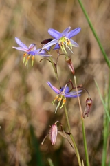 Dianella amoena