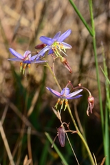 Dianella amoena