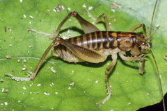 Hemiandrus pallitarsis