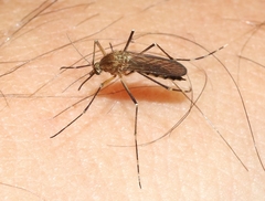 Aedes canadensis canadensis