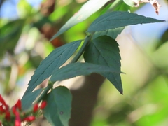 Russelia verticillata
