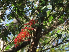 Russelia verticillata