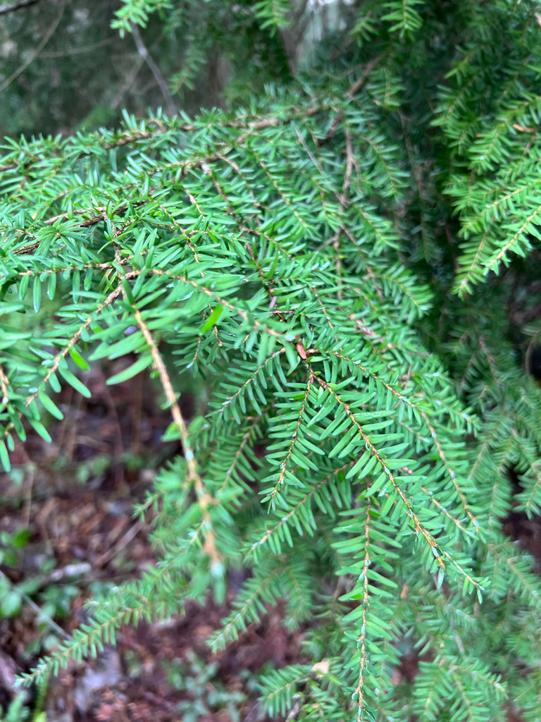 western hemlock from Greater Vancouver, British Columbia, Canada on ...