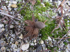 Geastrum minimum