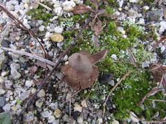 Geastrum minimum