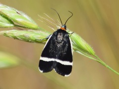 Pseudalypia crotchii