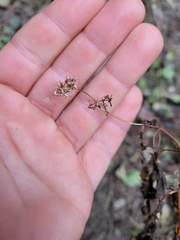 Ageratina luciae-brauniae