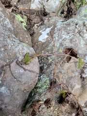 Ageratina luciae-brauniae