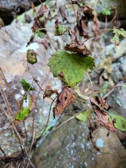 Ageratina luciae-brauniae