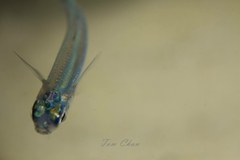 Atherinomorus vaigiensis