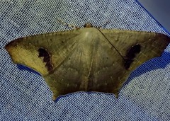 Euclysia columbipennis