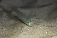 Atherinomorus vaigiensis