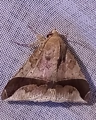 Ophisma diatonica