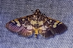Salbia lotanalis