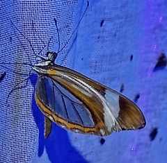 Dismorphia theucharila