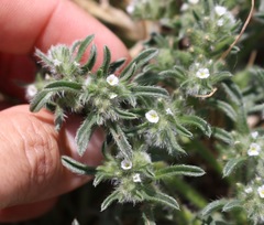 Cryptantha minima