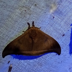 Automeris phrynon