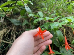 Fuchsia venusta