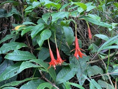 Fuchsia venusta