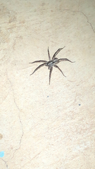 Camptocosa parallela