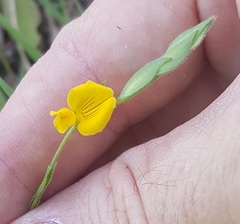 Zornia dyctiocarpa
