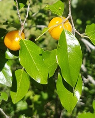 Petalostigma pubescens