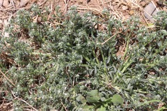 Cryptantha minima