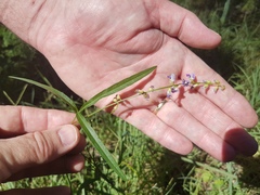 Glycine microphylla