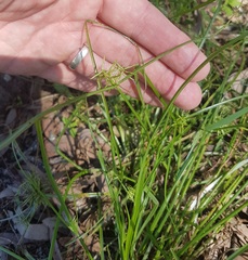 Cyperus bowmanni
