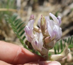 Astragalus plattensis