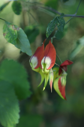 Crotalaria grevei