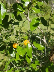 Petalostigma pubescens