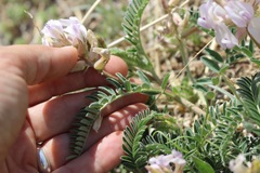Astragalus plattensis