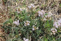 Astragalus plattensis