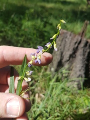 Glycine microphylla