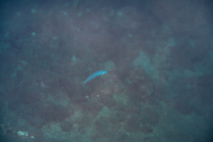 Ptereleotris heteroptera