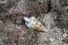 Rhinoclavis sinensis