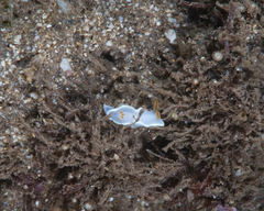 Ardeadoris angustolutea