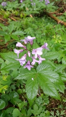 Cardamine pentaphyllos