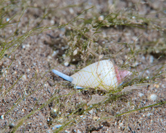 Imbricaria