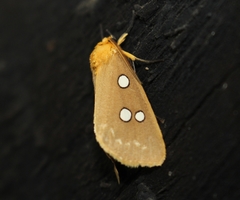 Rhanidophora cinctigutta