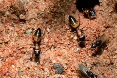 Opisthopsis picta