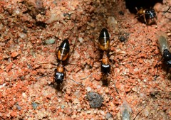 Opisthopsis picta