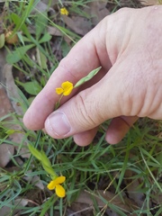 Zornia dyctiocarpa